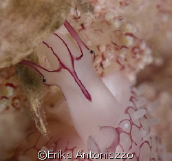 Little allied cowrie shell face. I never knew they had su... by Erika Antoniazzo 